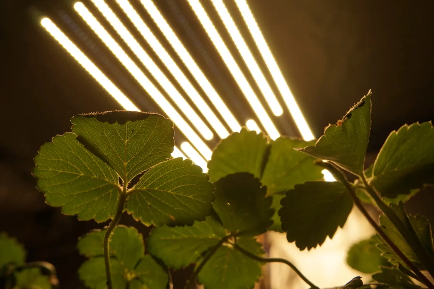 Foglie di fragola in controluce sotto le barre LED